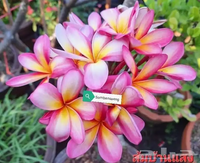 شتلات موز اسود awak  جاوة 33