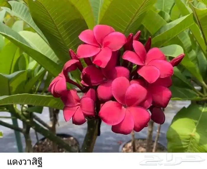 شتلات موز اسود awak  جاوة 30