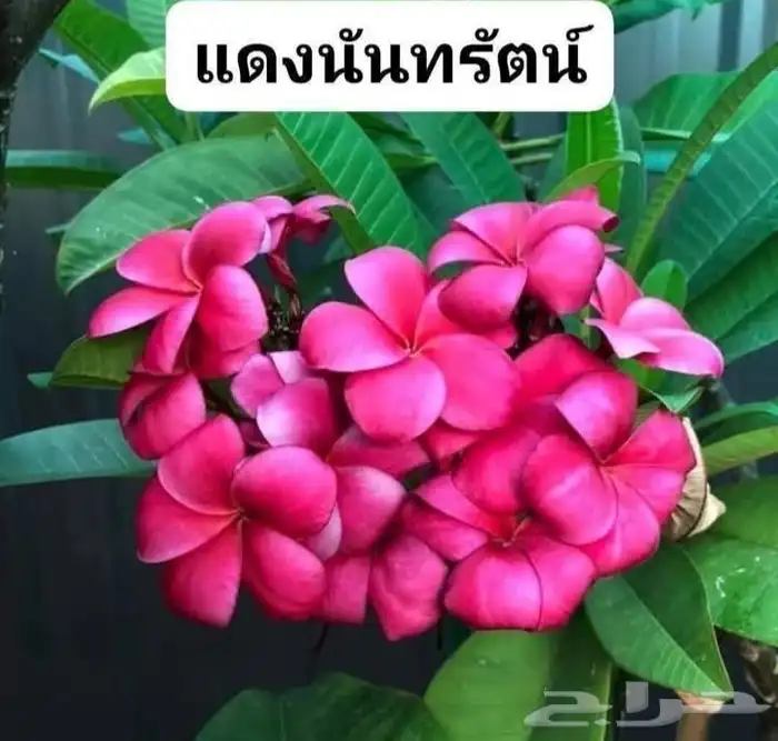 شتلات موز اسود awak  جاوة 25