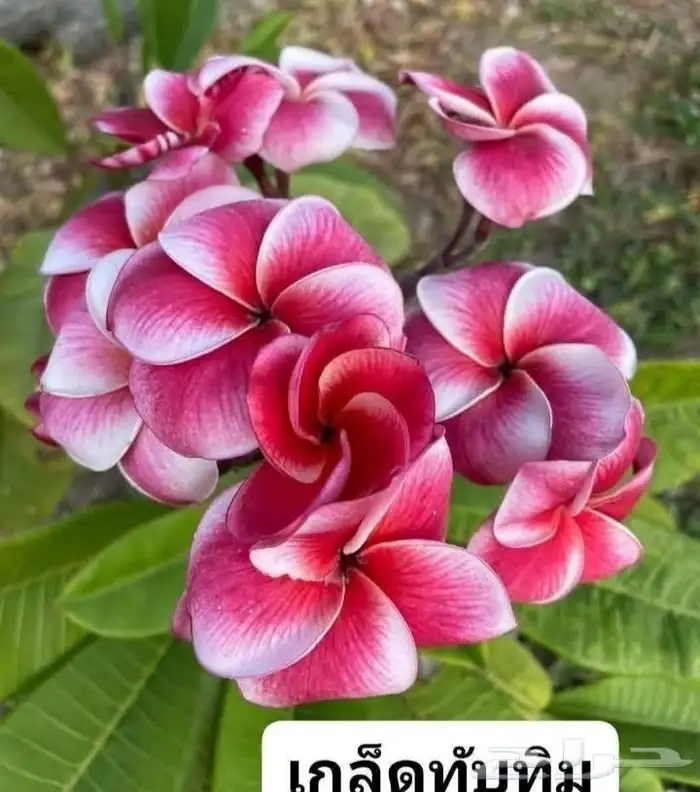 شتلات موز اسود awak  جاوة 21