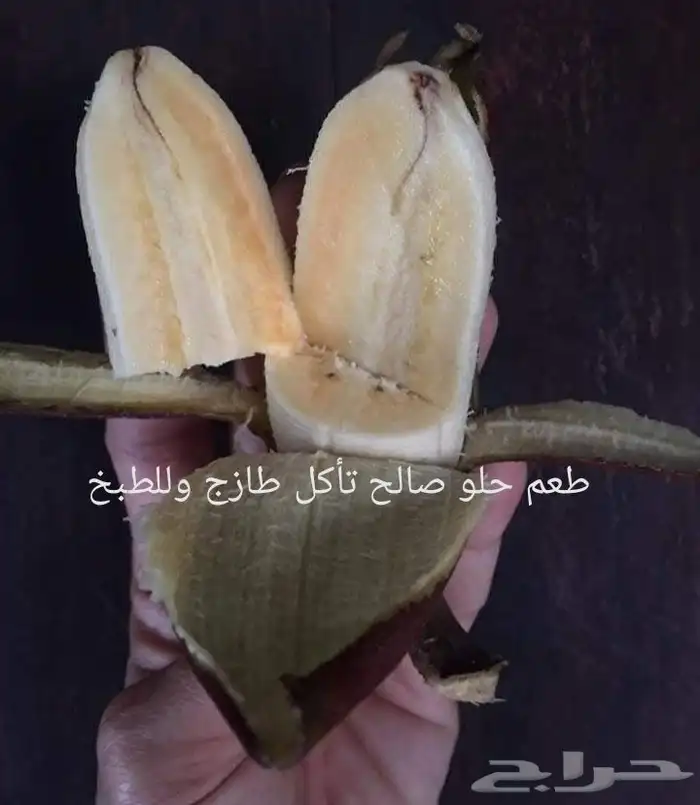 شتلات موز اسود awak  جاوة 1