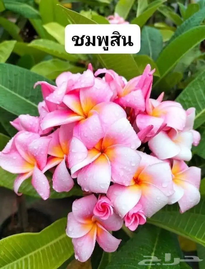 شتلات موز اسود awak  جاوة 23