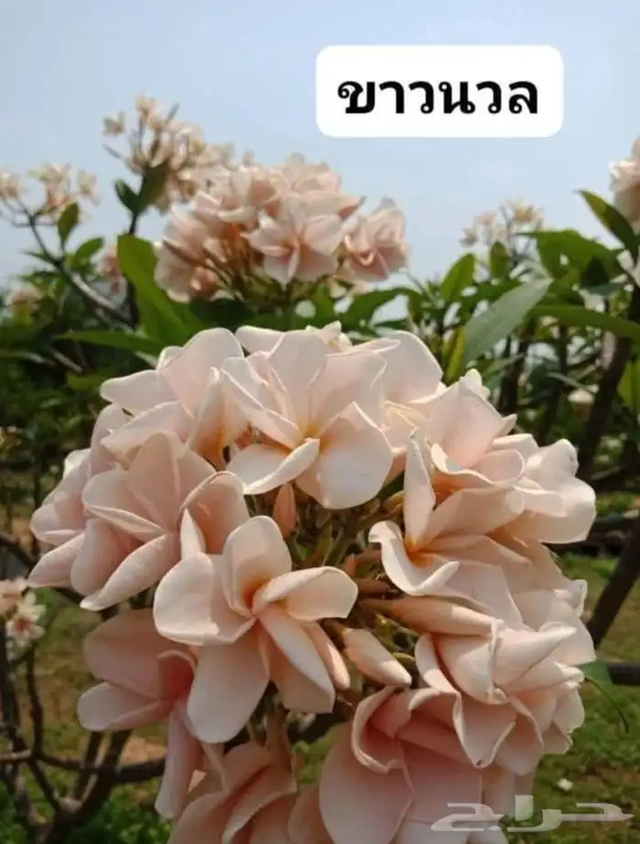 شتلات موز اسود awak  جاوة 36