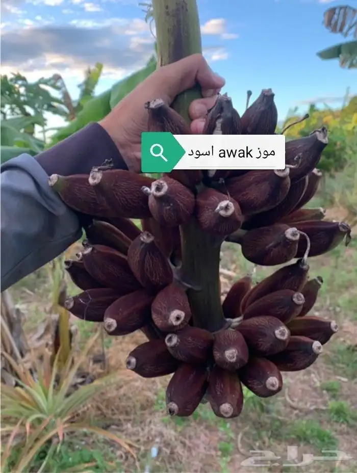 شتلات موز اسود awak  جاوة 0
