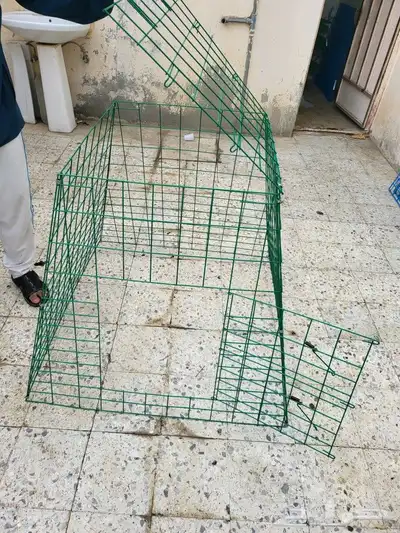قراقير عرض تشميس دجاج الزينه والمحاربه 13