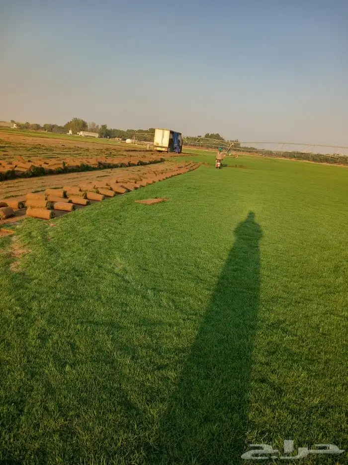 نجيل طبيعي 9