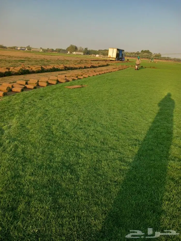 نجيل طبيعي 8