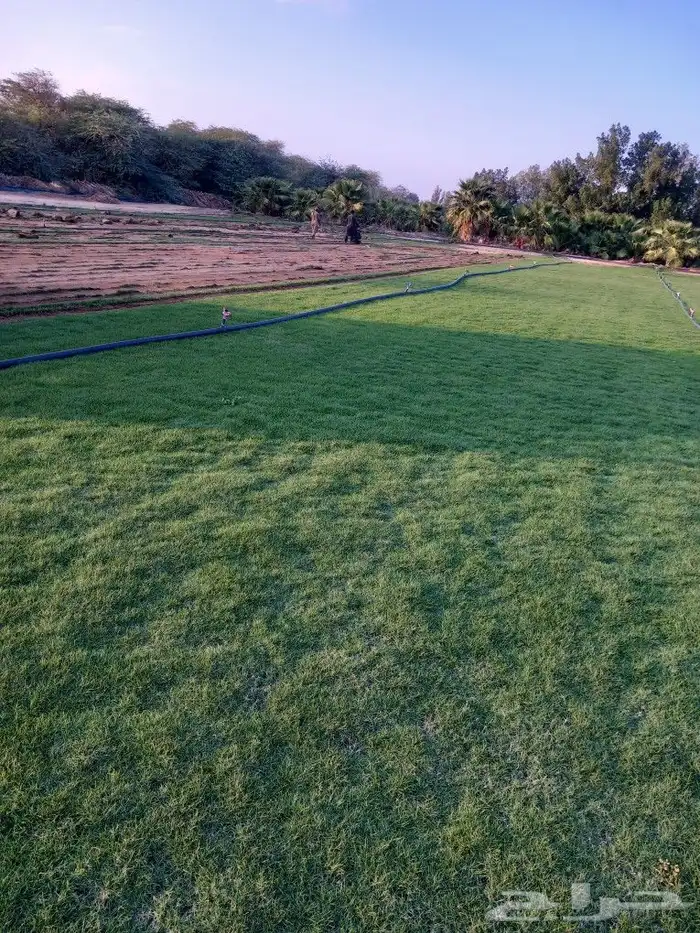 نجيل طبيعي 5