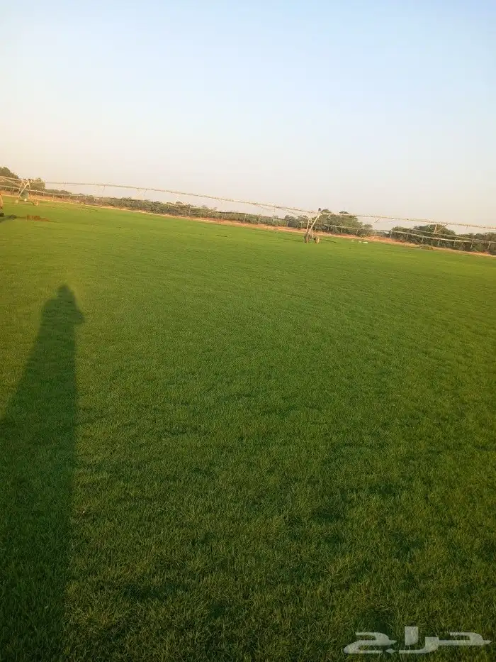 نجيل طبيعي 9