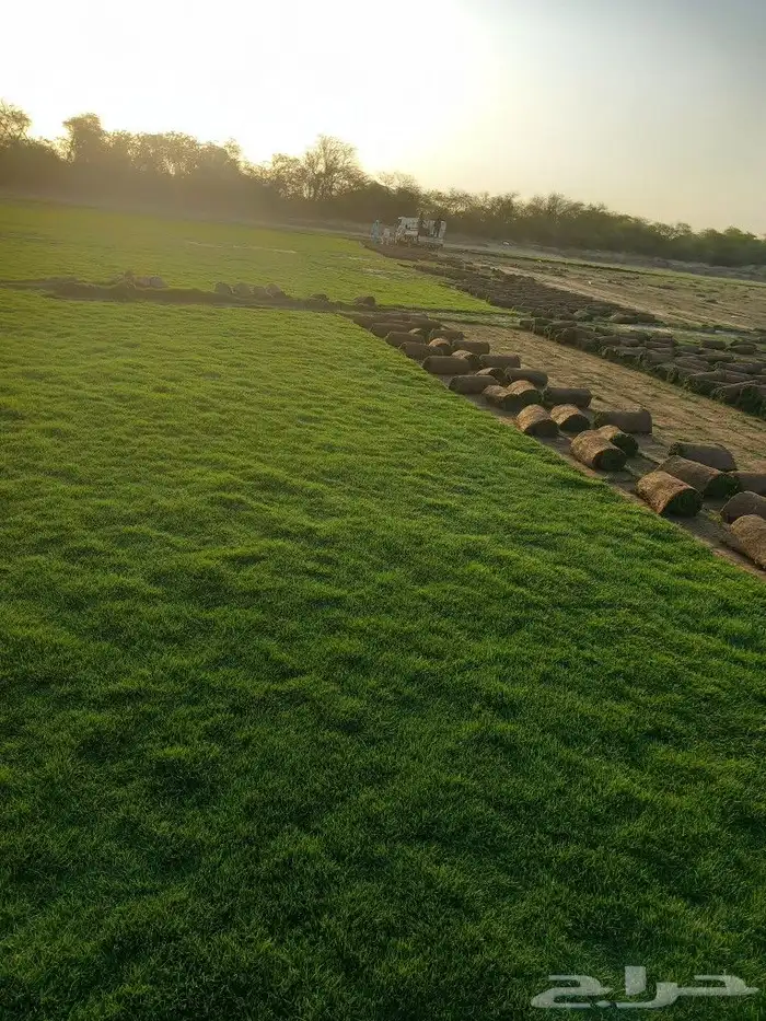 نجيل طبيعي 7