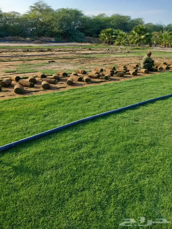 نجيل طبيعي 0