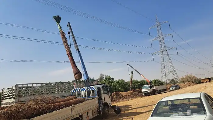 نخل واشنطن زينه للبيع 7