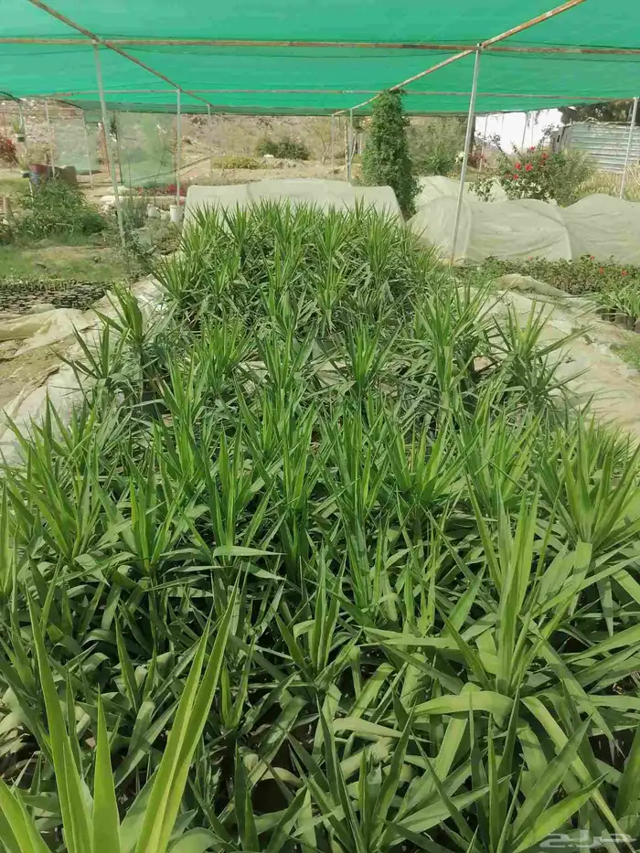 شتلات يوكا شتلات صبار اولفيراء للبيع 3