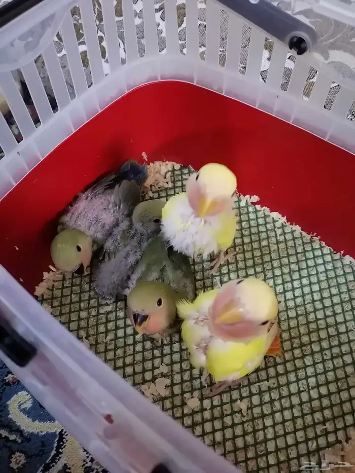 فروخ روز ((تم البيع)) 0