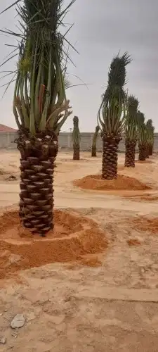 نخل واشنطن زينه للبيع 2