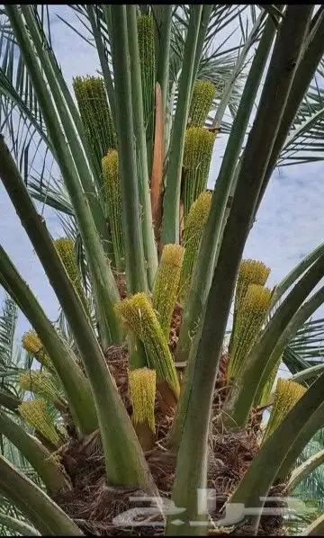 يوجد لدينا جميع انواع النخيل واشنطني عربي اخلاص برحي صقعي 4