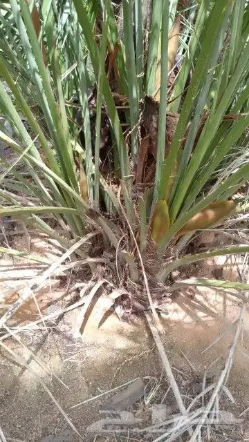 يوجد لدينا جميع انواع النخيل واشنطني عربي اخلاص برحي صقعي 3