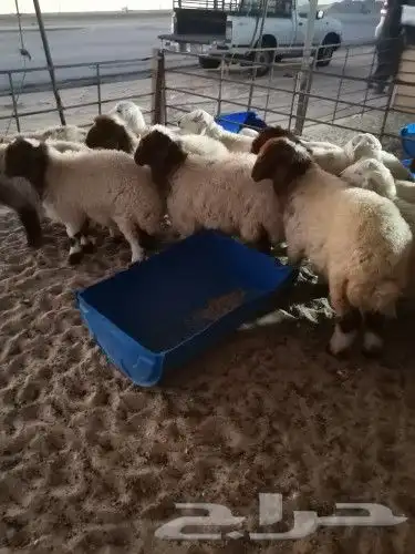 ذبايح 4