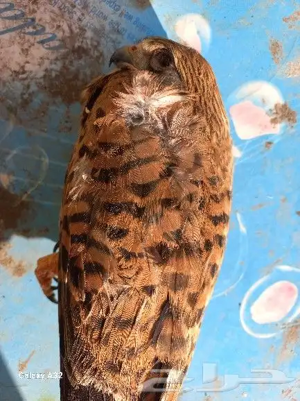 طيور وتعباين مثلجه لتحنيط 2