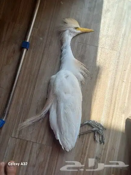 طيور وتعباين مثلجه لتحنيط 0