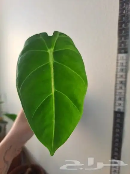 نبتة alocasia micholitziana داخلية للبيع 0