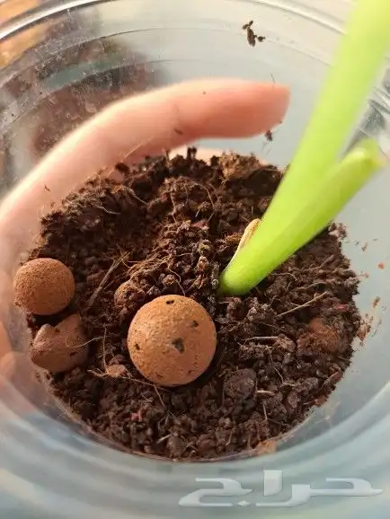 نبتة alocasia micholitziana داخلية للبيع 3