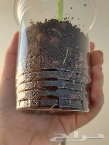 نبتة alocasia micholitziana داخلية للبيع 2