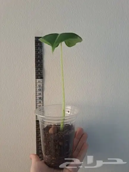 نبتة alocasia micholitziana داخلية للبيع 1