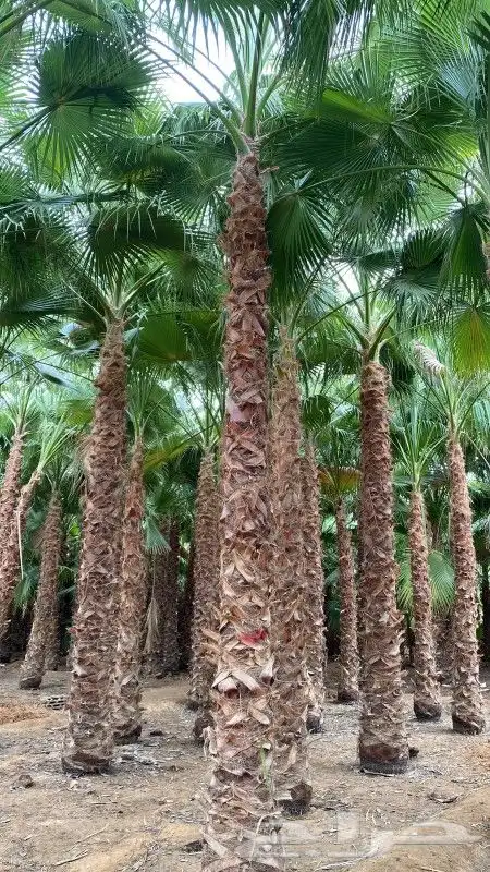 نخل واشنطن زينه للبيع 0