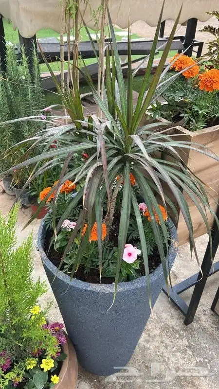 احواض مدن للزرع الصناعي والطبيعي فيبر جلاس ضد الكسر 1