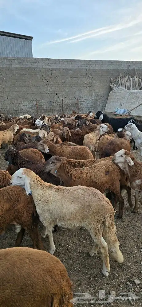 خرفان (جدعان للبيع) للبيع 0