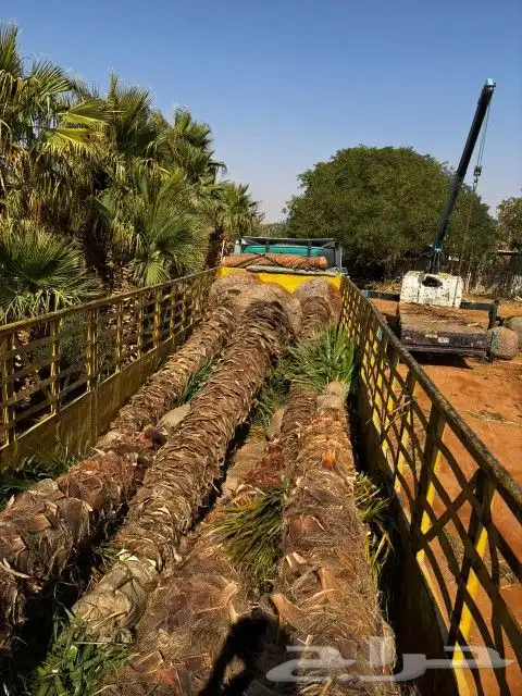 نخل واشنطن زينه للبيع 1