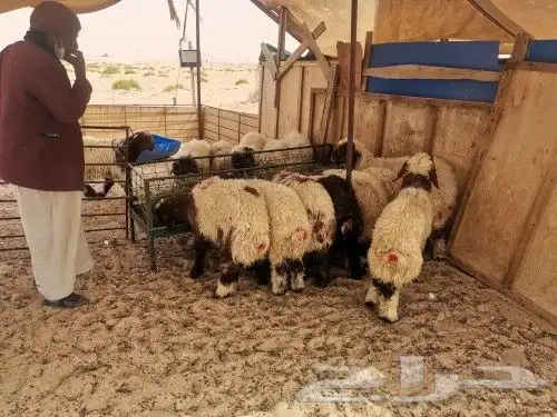 ذبايح 2