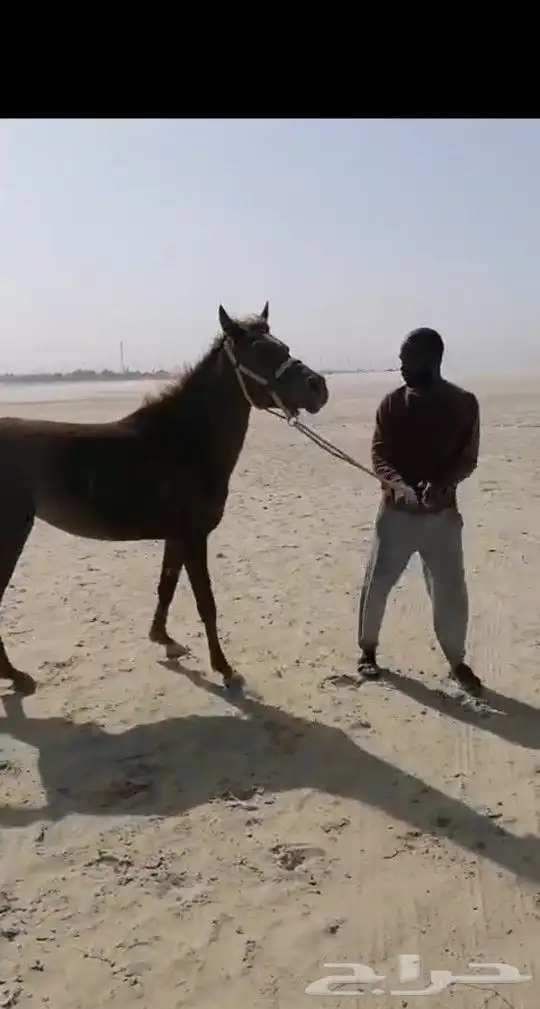 حصان للبيع عمره3 سنوات سبب البيع عدم التفرغ وبسعر جيد 3