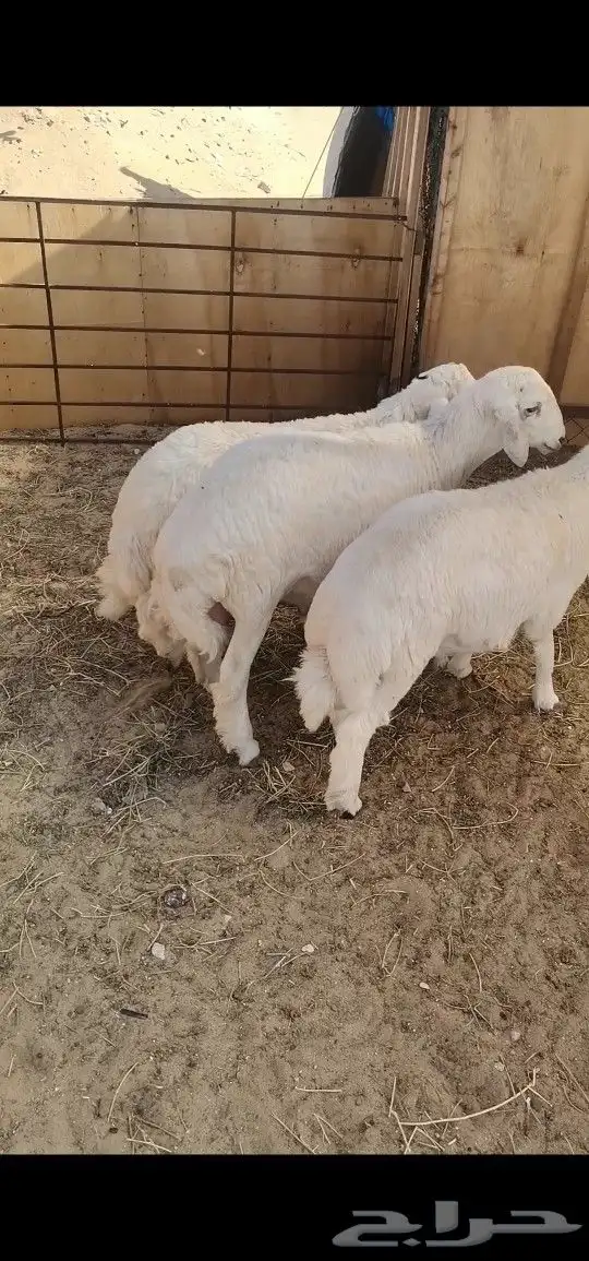 ذبايح 0