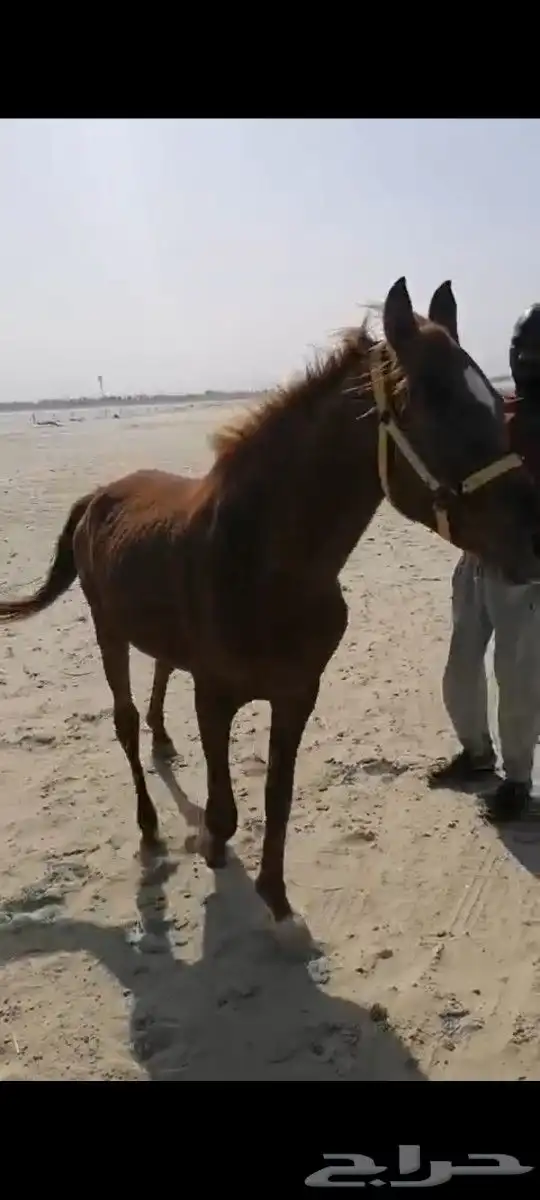 حصان للبيع عمره3 سنوات سبب البيع عدم التفرغ وبسعر جيد 2