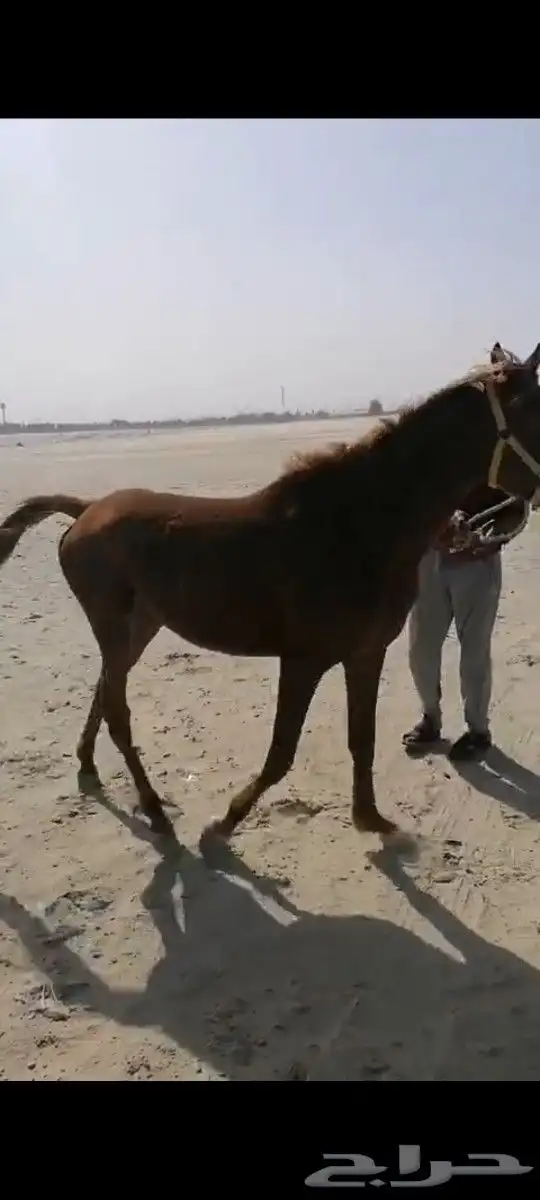 حصان للبيع عمره3 سنوات سبب البيع عدم التفرغ وبسعر جيد 1