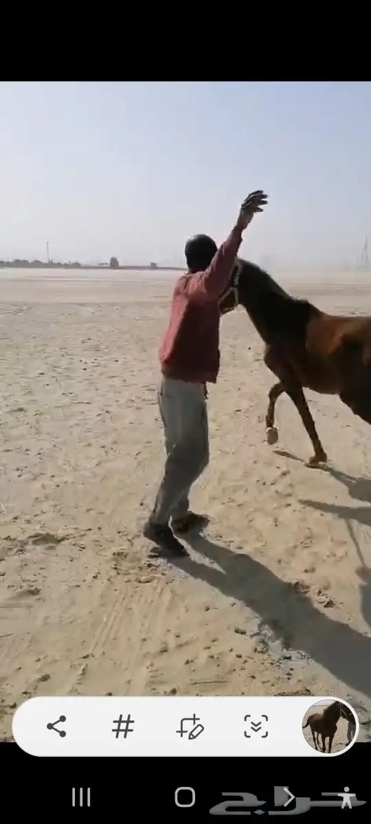 حصان للبيع عمره3 سنوات سبب البيع عدم التفرغ وبسعر جيد 0
