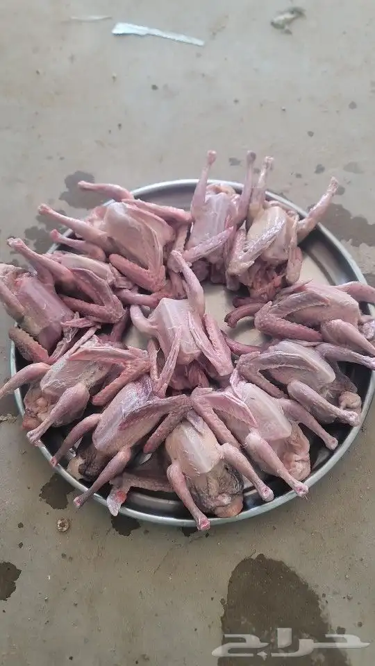 فراخة حمام زاجل ومهجن 0