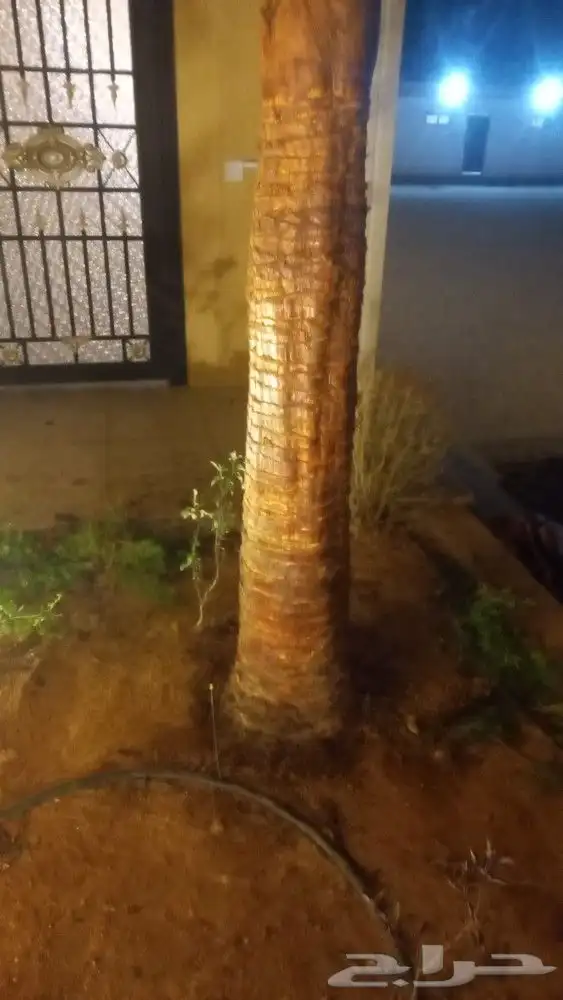 يوجد لدينا جميع انواع النخيل واشنطني عربي اخلاص برحي صقعي 1