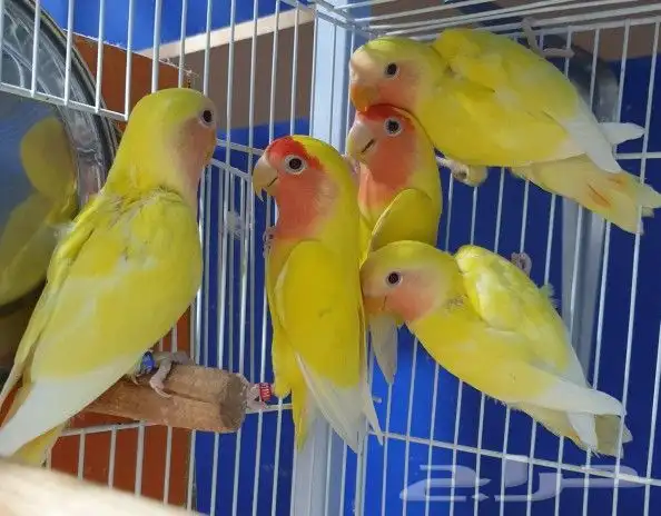 روز لاتينو محجله و محلله بشهاده 1