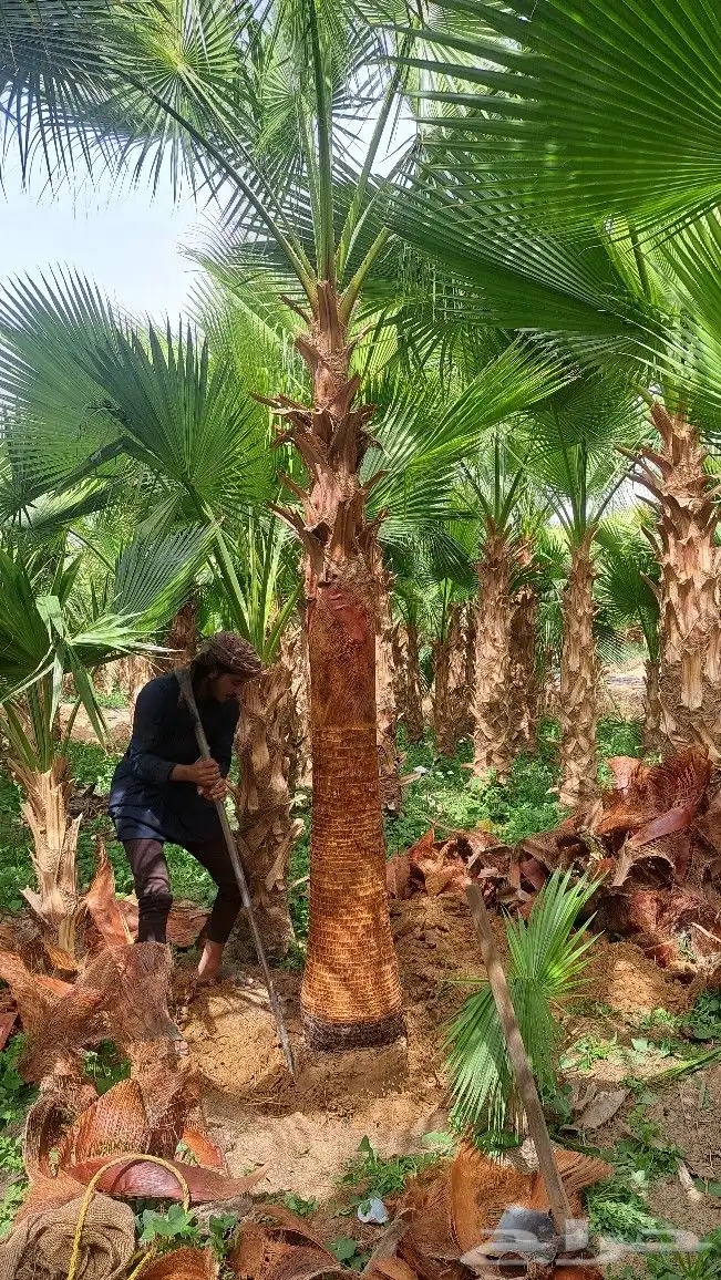 نخل واشنطن زينه للبيع 4