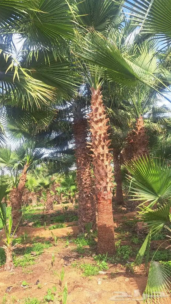 نخل واشنطن زينه للبيع 6