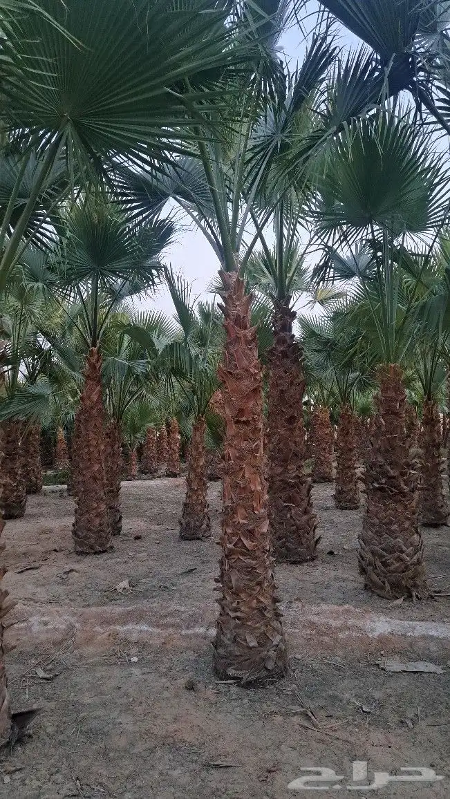 نخل واشنطن زينه للبيع 8