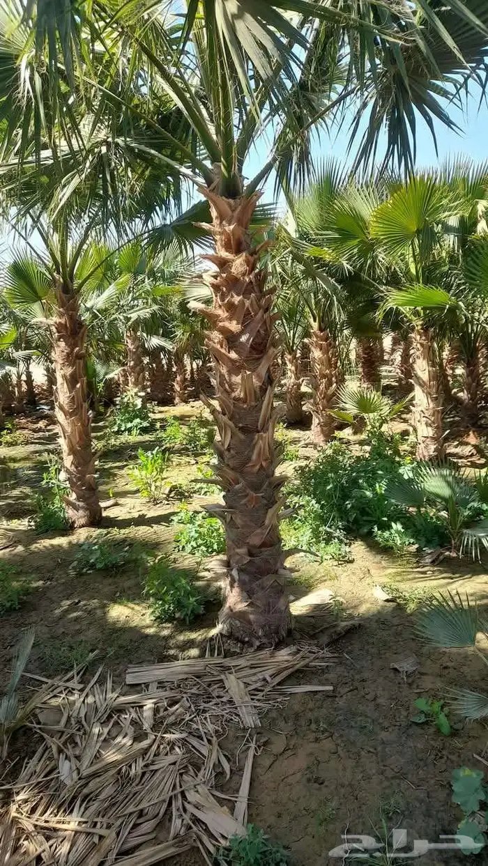 نخيل واشنطني جميع المقاسات متوفرة نخيل عربي جميع المقاسات 6