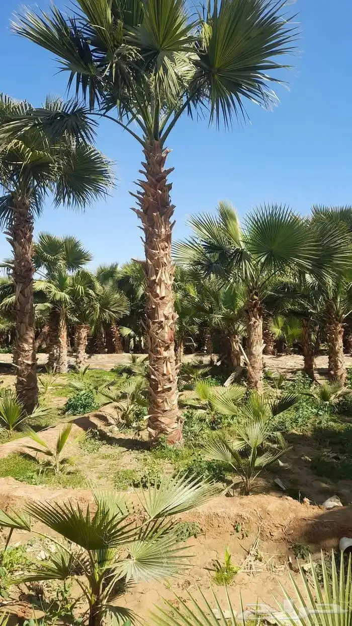 نخيل واشنطني جميع المقاسات متوفرة نخيل عربي جميع المقاسات 4