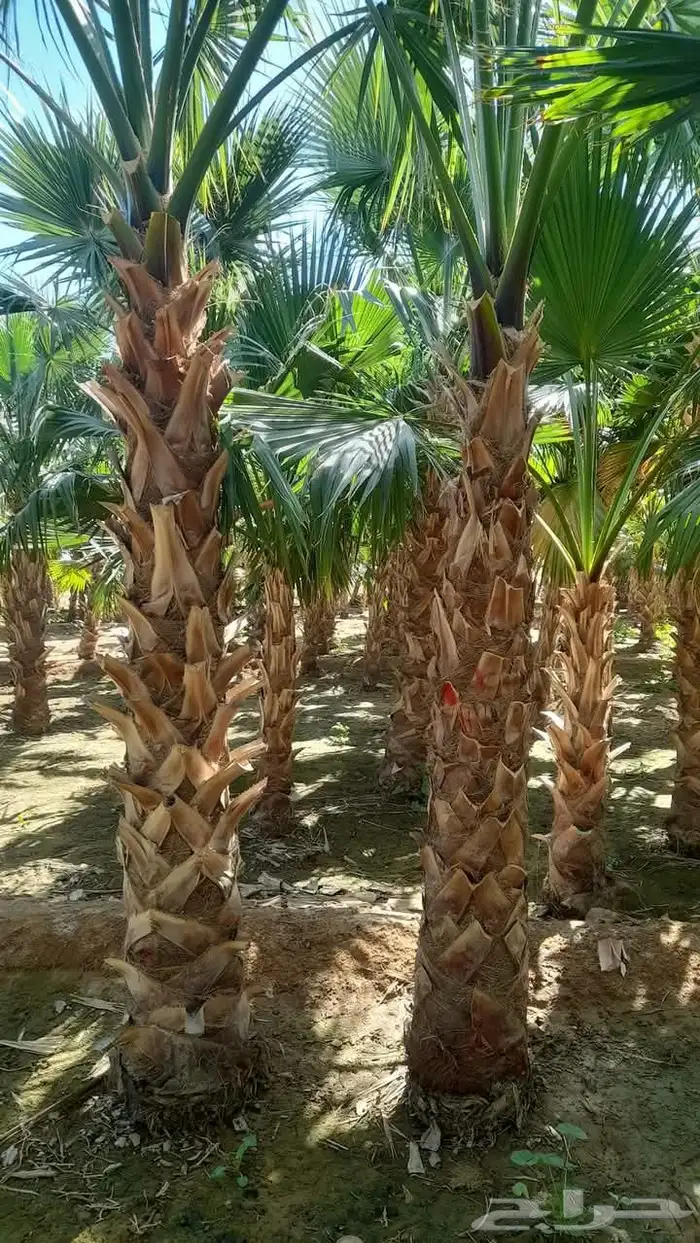 نخيل واشنطني جميع المقاسات متوفرة نخيل عربي جميع المقاسات 2