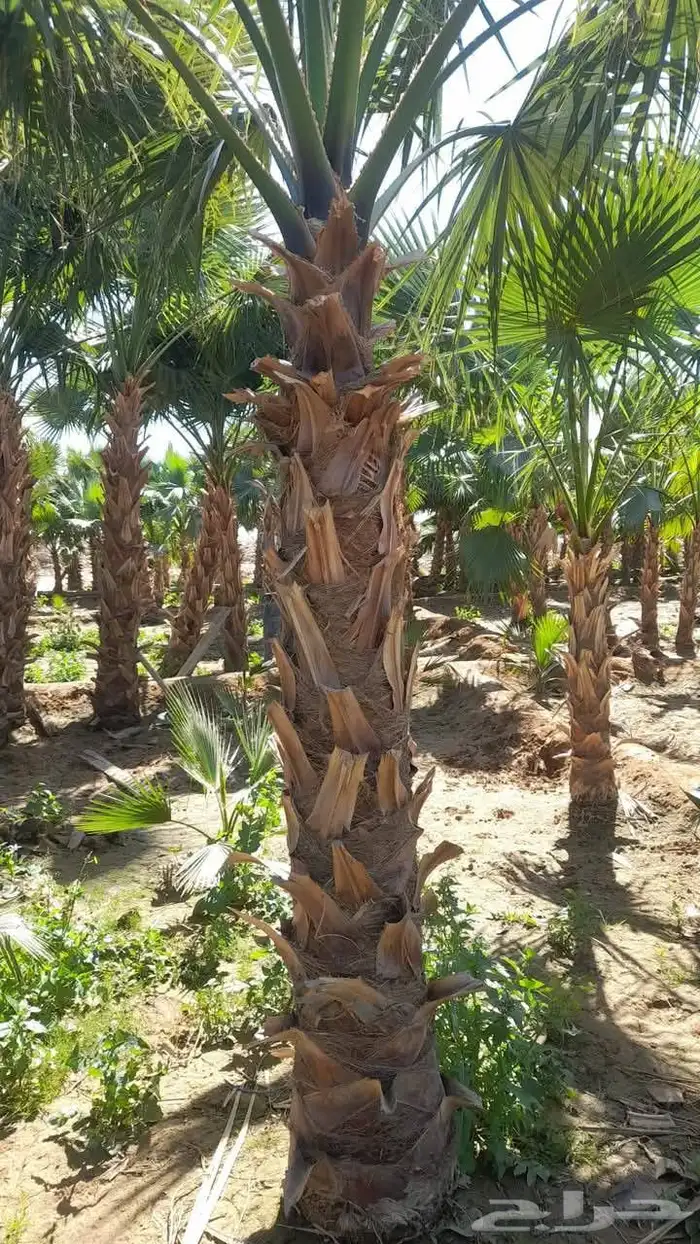نخيل واشنطني جميع المقاسات متوفرة نخيل عربي جميع المقاسات 3