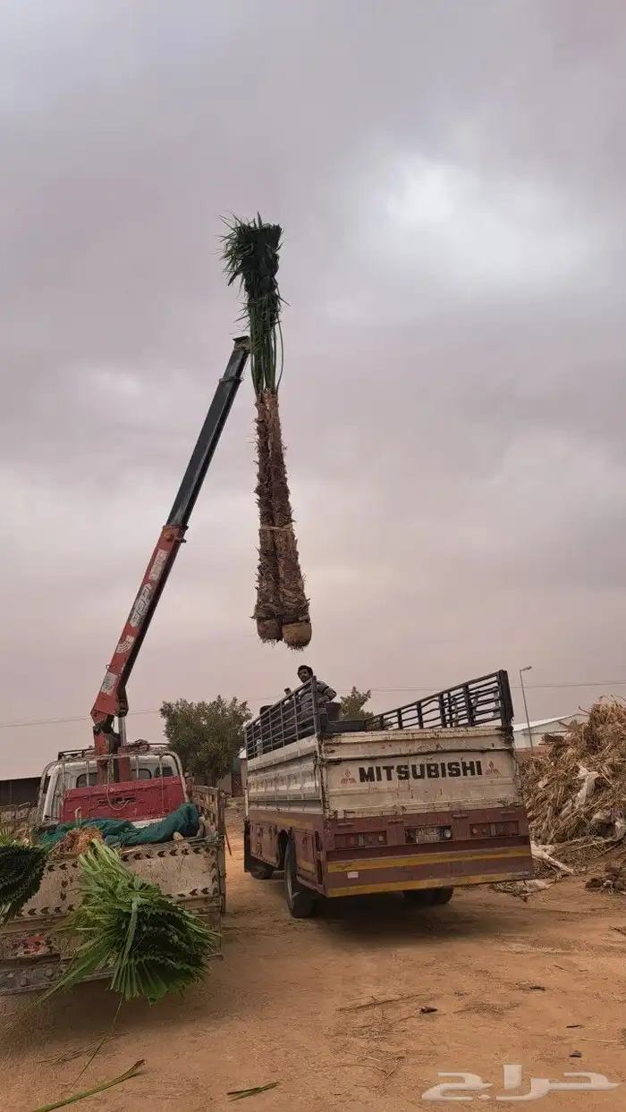 نخل واشنطن زينه للبيع 3