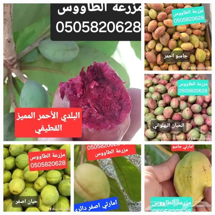 متوفر جميع اصناف اللوز البجلي المطعم 8